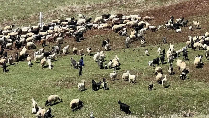 Türkiye'deki Çoban Krizi: 70 Bin Lira Maaş Neden Yetersiz Geliyor?