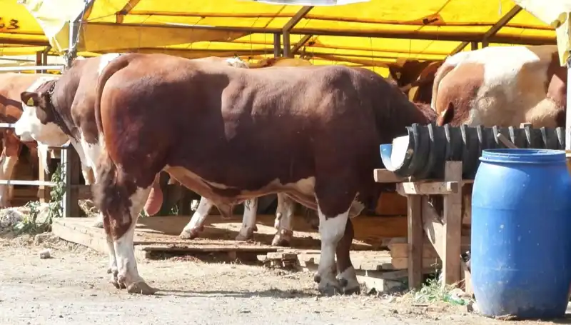 Kurban Pazarlarında Hareketlilik: Alıcı ve Satıcılar Bir Araya Geliyor