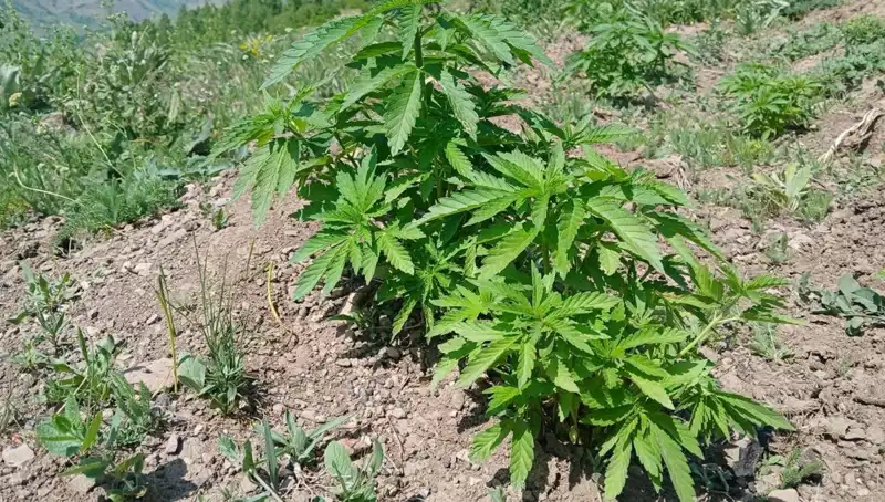 Bingöl'de Yapılan Operasyonda Kaçak Tütün ve Kenevir Ele Geçirildi